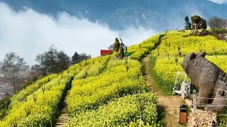 Sắc vàng hoa cải sưởi ấm Sapa ngày đông