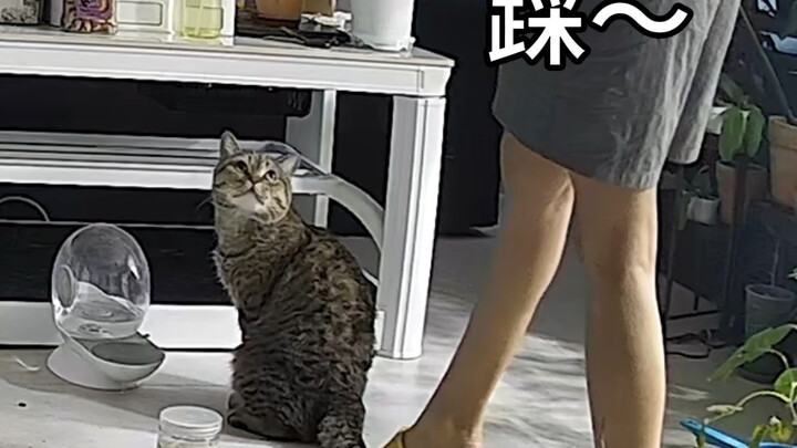 很淡的一款小猫