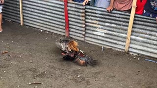 Red Gamefarm Gilmore Hatch - Nahiwalay na ang kaluluwa! (1x Winner)