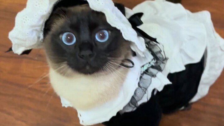 แม่บ้านฟิลิปปินส์ของเจ้านายใหญ่มานี่แล้วเมี๊ยว