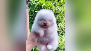 Em phốc sóc 24 ngày tuổi siêu đẹp nguyenkienpom phocsoc chó chó_cưng pomeranian