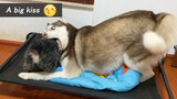 Animal | Giant Dog Is Obsessed With His Tiny Sister