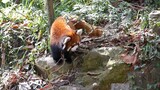 The rarely heard sound of Red Panda