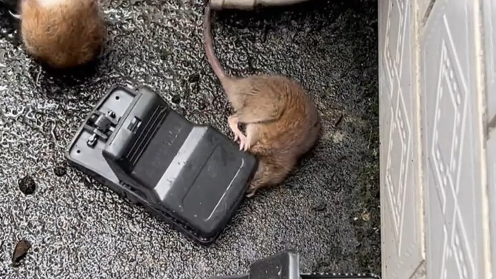 Con chuột này dễ bắt quá đi!