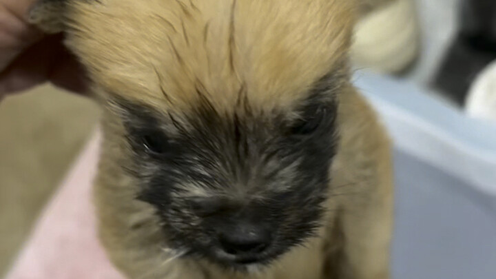 This is the puppy I've been feeding with milk for 33 days—it was only 33 days old when it was born.