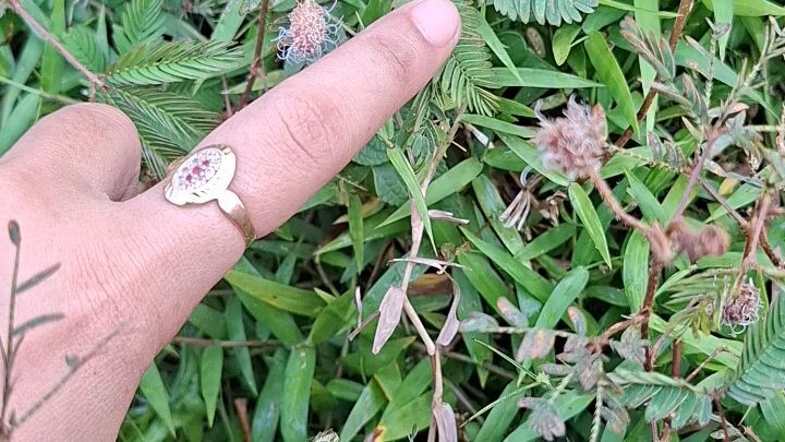 Daun Bunga Putri Malu