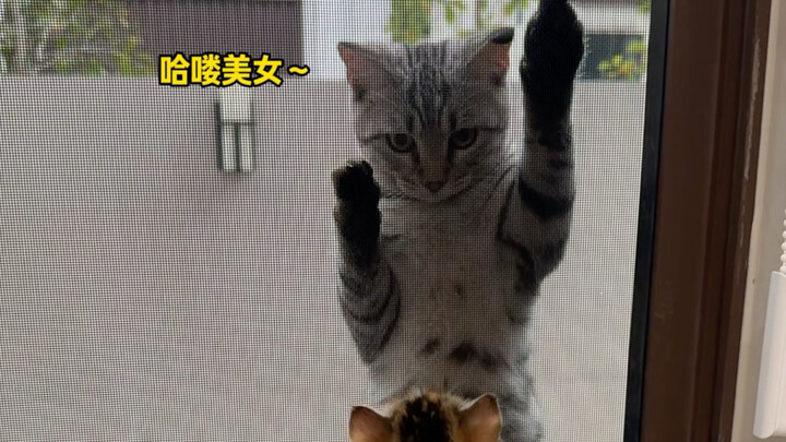 How much charm can a calico cat have?