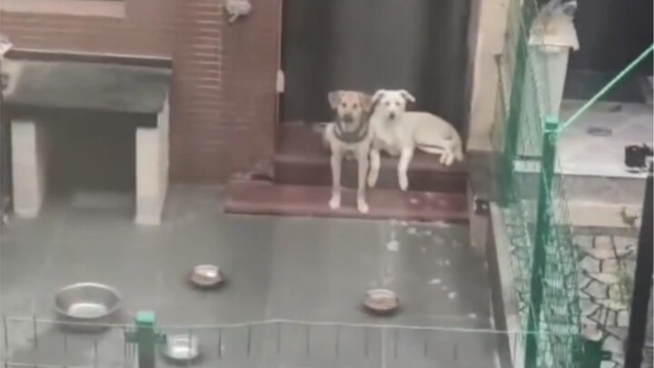 The dog's execution power!