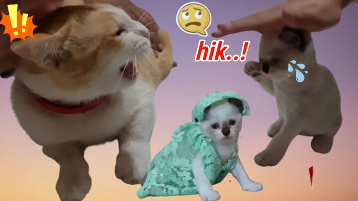 Gawat! Kucing Marco Beneran Marah + Cemburu ke Bayi Kucing Mochi 😭