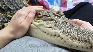 Do you like a crocodile that is like a cat?