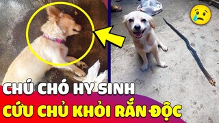 Xúc động hình ảnh hồn nhiên của EM CHÓ NHỎ trước lúc ra đi vì CỨU CHỦ NHÂN khỏi rắn độc 😥 Gâu Đần