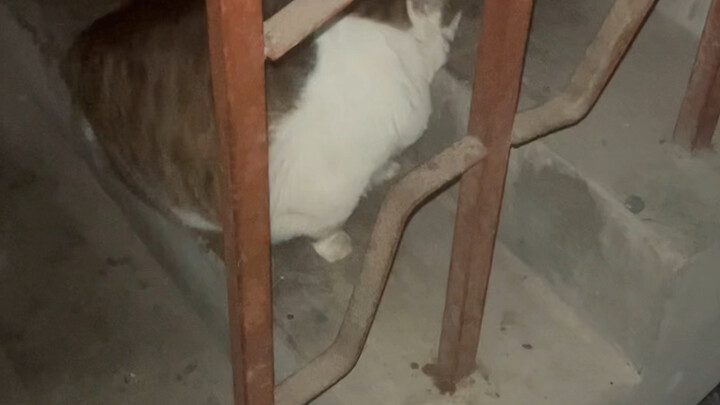 แมวน้อยคุณภาพดี