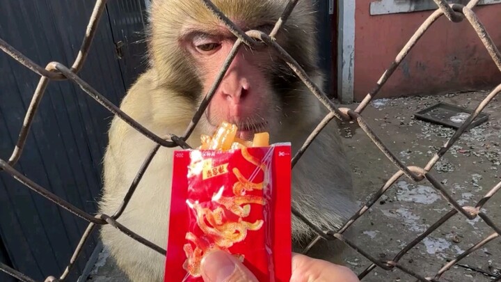 في هذه اللحظة، الأخت الكبرى القادمة من الشمال الشرقي تستمتع بشراب الشاي اللذيذ الخاص بها #قرد #هذه ا