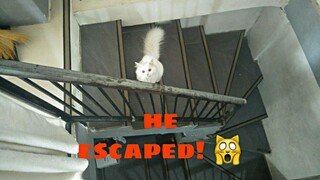 Hyper and Stubborn cat 😼