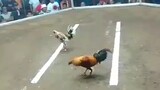 #Lapaz leyte gallera 3cock first fight 5 years old lasak