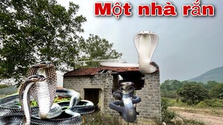 Kinh Hoàng Phát Hiện Ổ Rắn Hổ Mang Núc Nhúc Hàng 100 Con Trên Lóc Nhà Bỏ Hoang