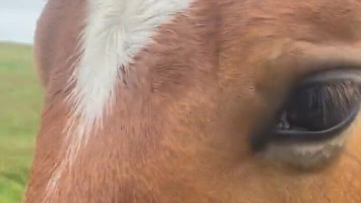 You two-legged creature, stop looking at the other horses and pet me more!