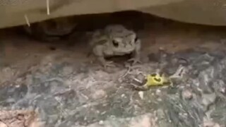الهوس الأمريكي 2
