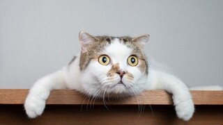Funny Cats ✪  Cute and Baby Cats Video Compilation ❤️