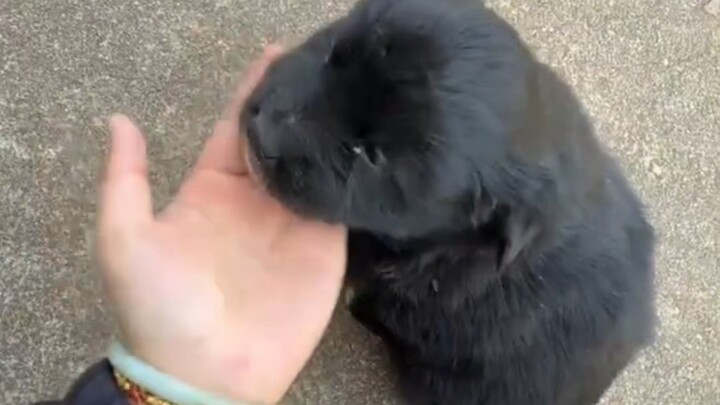 The little black dog at Grandpa and Grandma’s house