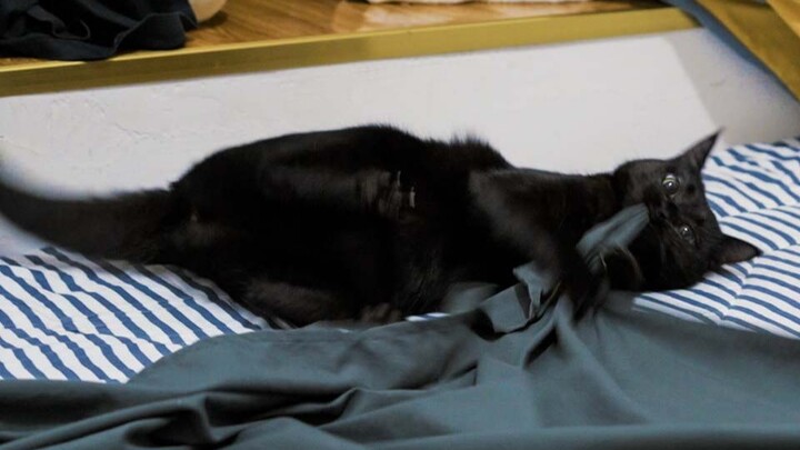 Dọn giường nhưng có một con mèo láu cá