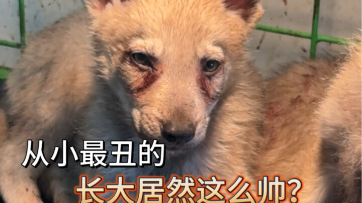 一窝里最丑的崽子长大后真的惊艳我了！！#捷克狼犬