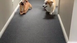 Corgi: คุณกำลังเลียนแบบขาสั้นของฉันเหรอ?