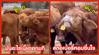 รวมคลิปตลก: หอมชื้นใจโดนใจวัยรุ่น!!
