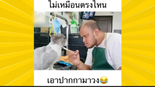 ผ่อนคลายกับสายฮา : จังหวะสุดซิทคอม