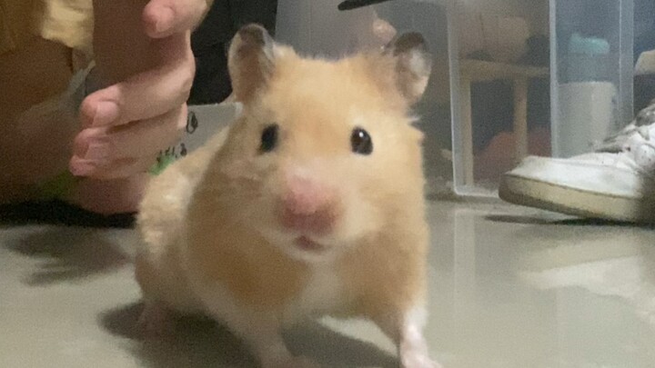 หนูๆ ฉันน่ะ เดินลำบากมากเลยนะ