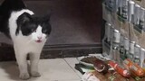 A stray cat has gained countless fans by "stealing ham sausage", and 400,000 people watch it online 
