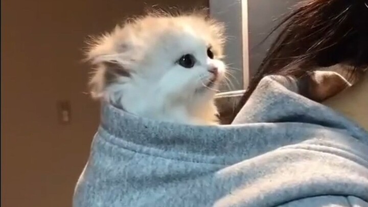 Mèo: “Không gội đầu cũng phải đi ra ngoài với mẹ!”