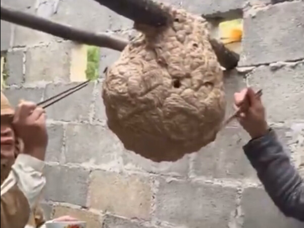 A Stronger’s Lunch