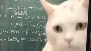 Chemistry teacher takes online classes to show off her cat