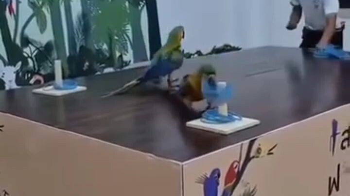video lucu