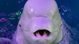 دا باي وشياو هيه كلاهما ماكران جدًا.