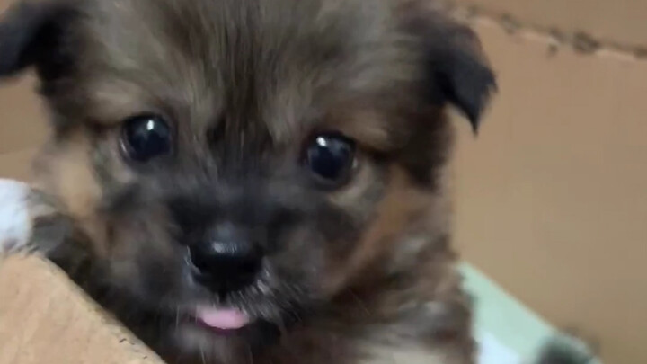 Little Puppy’s Growth Diary: Qian San Really Seems to Think I’m His Mom