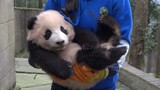 Pandas in the zoo-How lovely are them!