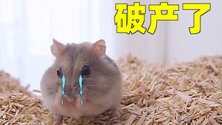 Rumah hamster itu dihancurkan, dan semua isinya dikosongkan. Saking cemasnya, ia pun lari dari kanda