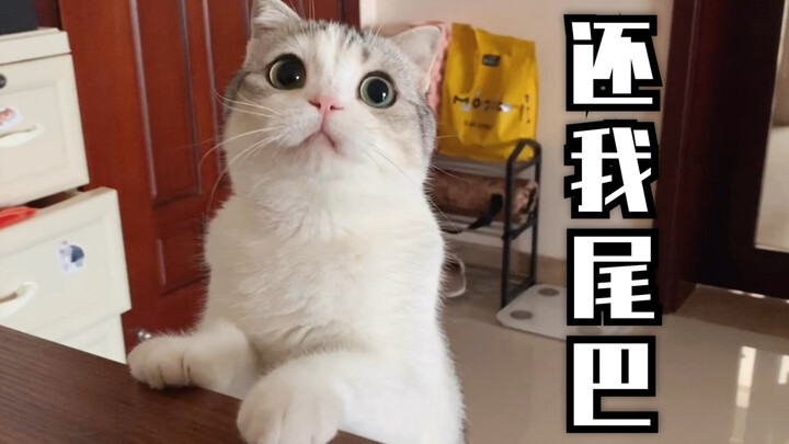 Người đâu, thằng dọn phân lại tranh đuôi với chủ nhà rồi!