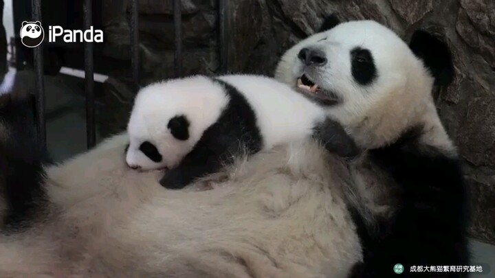 哄睡