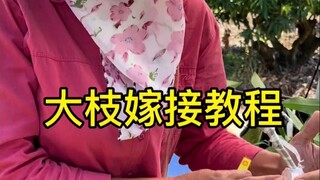 大枝嫁接教程