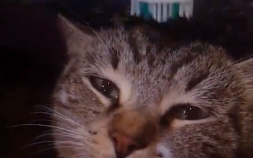 Rumor has it that brushing your cat’s head with a wet toothbrush makes them feel like they’re back w