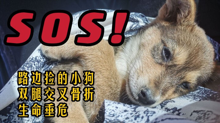 Sáng nay khi phát hiện ra, nó đã hấp hối rồi, cầu mong mọi người hảo tâm giúp đỡ!