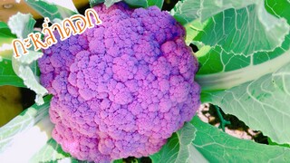 เก็บกะหล่ำดอกสีม่วง ปลูก 65 วัน ก็กินได้แล้ว