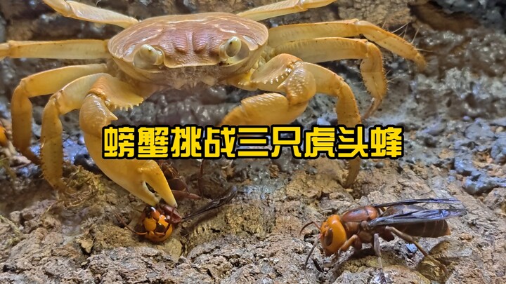 Cua thử thách ba con ong bắp cày, liệu có thành công không?