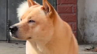 For the first time, I saw a sense of masculinity and righteousness in a dog!