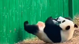 Foreign websites are hotly discussing the funny and cute moments of Chinese pandas, with 10 million 
