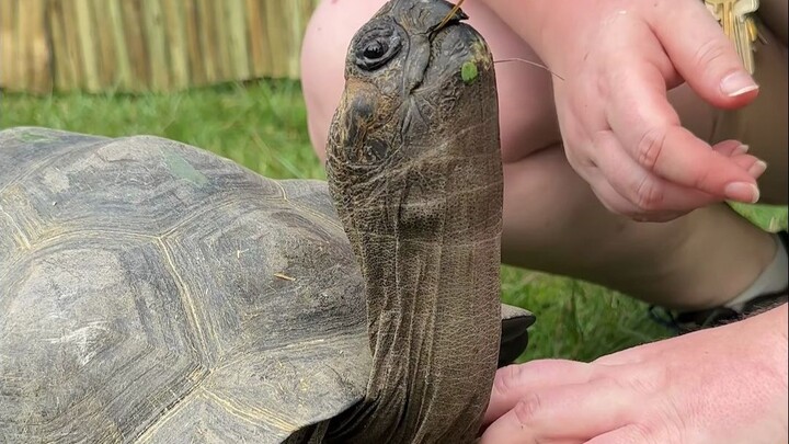 Apa? Saat baru menetas, ukuranku hanya sebesar telapak tangan...