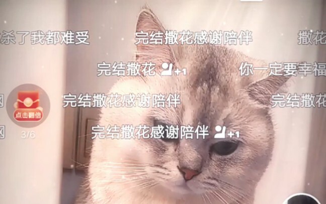 Hello everyone, I’m Bo Yangyang.